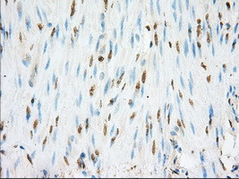 NME4 Antibody in Immunohistochemistry (Paraffin) (IHC (P))