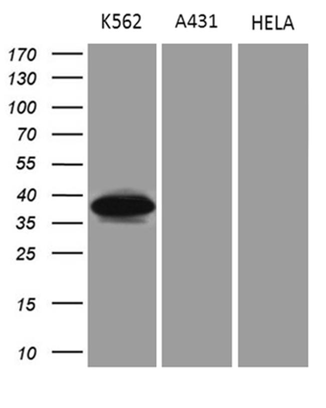 NMI Antibody in Western Blot (WB)