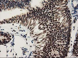 NMNAT1 Antibody in Immunohistochemistry (Paraffin) (IHC (P))