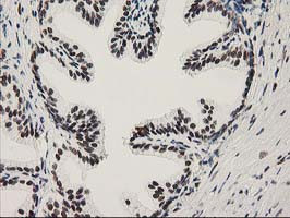 NMNAT1 Antibody in Immunohistochemistry (Paraffin) (IHC (P))