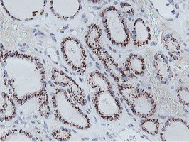 NMT2 Antibody in Immunohistochemistry (Paraffin) (IHC (P))