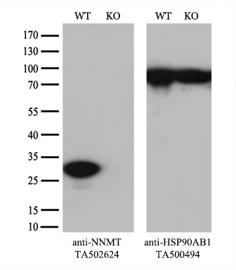 NNMT Antibody