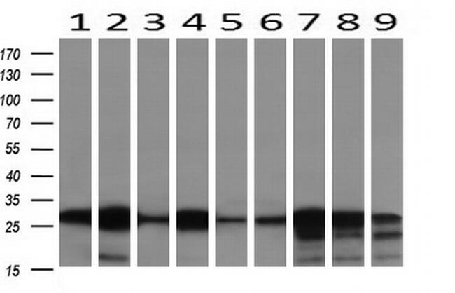 NNMT Antibody in Western Blot (WB)