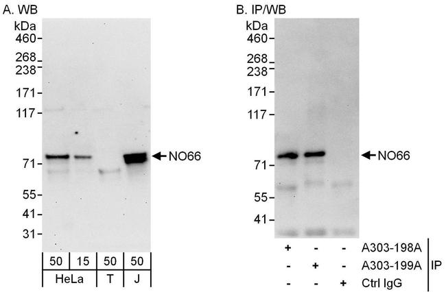 NO66 Antibody in Western Blot (WB)