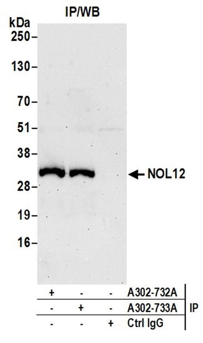 NOL12 Antibody in Western Blot (WB)