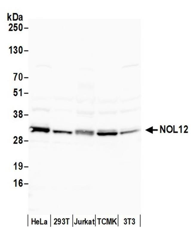 NOL12 Antibody in Western Blot (WB)