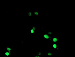 NONO Antibody in Immunocytochemistry (ICC/IF)