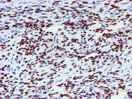 NONO Antibody in Immunohistochemistry (Paraffin) (IHC (P))