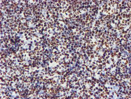 NONO Antibody in Immunohistochemistry (Paraffin) (IHC (P))