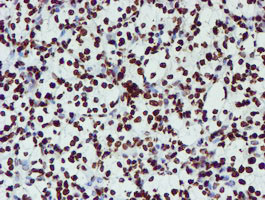 NONO Antibody in Immunohistochemistry (Paraffin) (IHC (P))