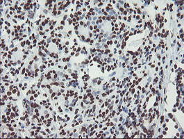 NONO Antibody in Immunohistochemistry (Paraffin) (IHC (P))