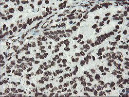 NONO Antibody in Immunohistochemistry (Paraffin) (IHC (P))