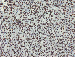 NONO Antibody in Immunohistochemistry (Paraffin) (IHC (P))