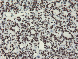 NONO Antibody in Immunohistochemistry (Paraffin) (IHC (P))