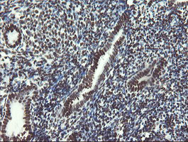 NONO Antibody in Immunohistochemistry (Paraffin) (IHC (P))