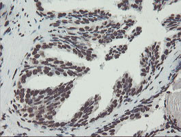 NONO Antibody in Immunohistochemistry (Paraffin) (IHC (P))