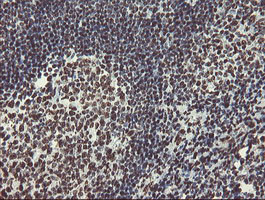 NONO Antibody in Immunohistochemistry (Paraffin) (IHC (P))