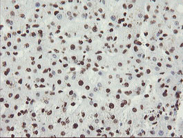 NONO Antibody in Immunohistochemistry (Paraffin) (IHC (P))