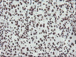 NONO Antibody in Immunohistochemistry (Paraffin) (IHC (P))