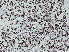 NONO Antibody in Immunohistochemistry (Paraffin) (IHC (P))