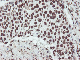 NONO Antibody in Immunohistochemistry (Paraffin) (IHC (P))