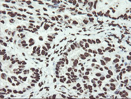 NONO Antibody in Immunohistochemistry (Paraffin) (IHC (P))