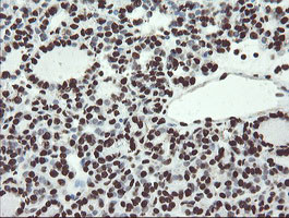 NONO Antibody in Immunohistochemistry (Paraffin) (IHC (P))