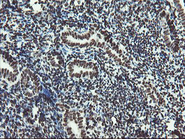 NONO Antibody in Immunohistochemistry (Paraffin) (IHC (P))