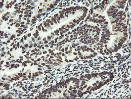 NONO Antibody in Immunohistochemistry (Paraffin) (IHC (P))