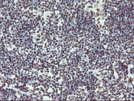 NONO Antibody in Immunohistochemistry (Paraffin) (IHC (P))