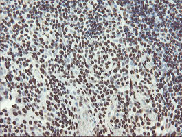 NONO Antibody in Immunohistochemistry (Paraffin) (IHC (P))