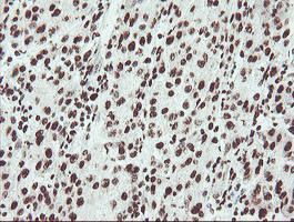 NONO Antibody in Immunohistochemistry (Paraffin) (IHC (P))