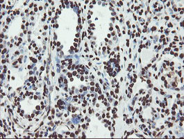 NONO Antibody in Immunohistochemistry (Paraffin) (IHC (P))