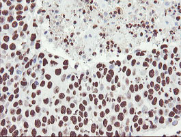 NONO Antibody in Immunohistochemistry (Paraffin) (IHC (P))