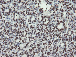 NONO Antibody in Immunohistochemistry (Paraffin) (IHC (P))