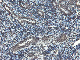 NONO Antibody in Immunohistochemistry (Paraffin) (IHC (P))