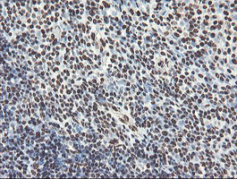 NONO Antibody in Immunohistochemistry (Paraffin) (IHC (P))