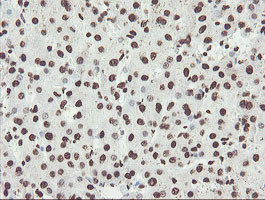 NONO Antibody in Immunohistochemistry (Paraffin) (IHC (P))