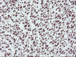 NONO Antibody in Immunohistochemistry (Paraffin) (IHC (P))