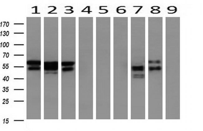 NONO Antibody in Western Blot (WB)