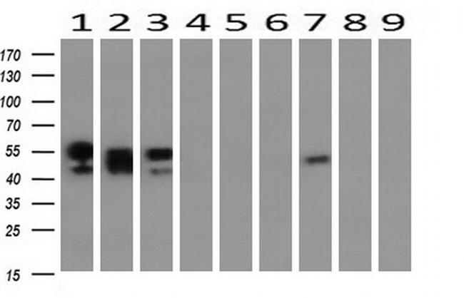 NONO Antibody in Western Blot (WB)