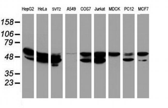 NONO Antibody in Western Blot (WB)