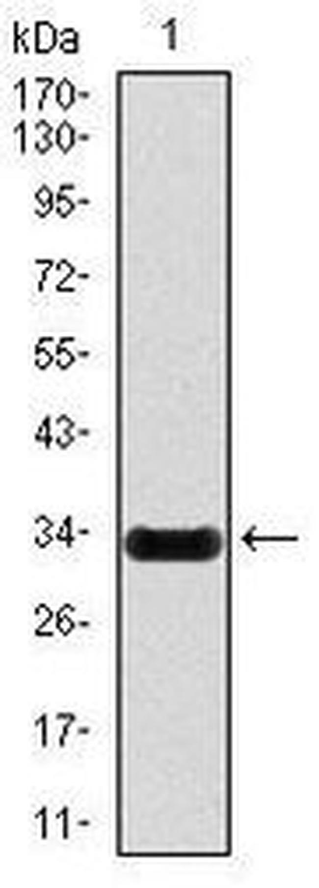 iNOS Antibody in Western Blot (WB)