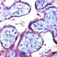 eNOS Antibody in Immunohistochemistry (Paraffin) (IHC (P))