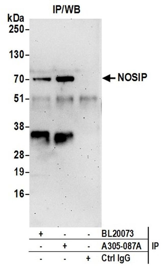 NOSIP Antibody in Western Blot (WB)