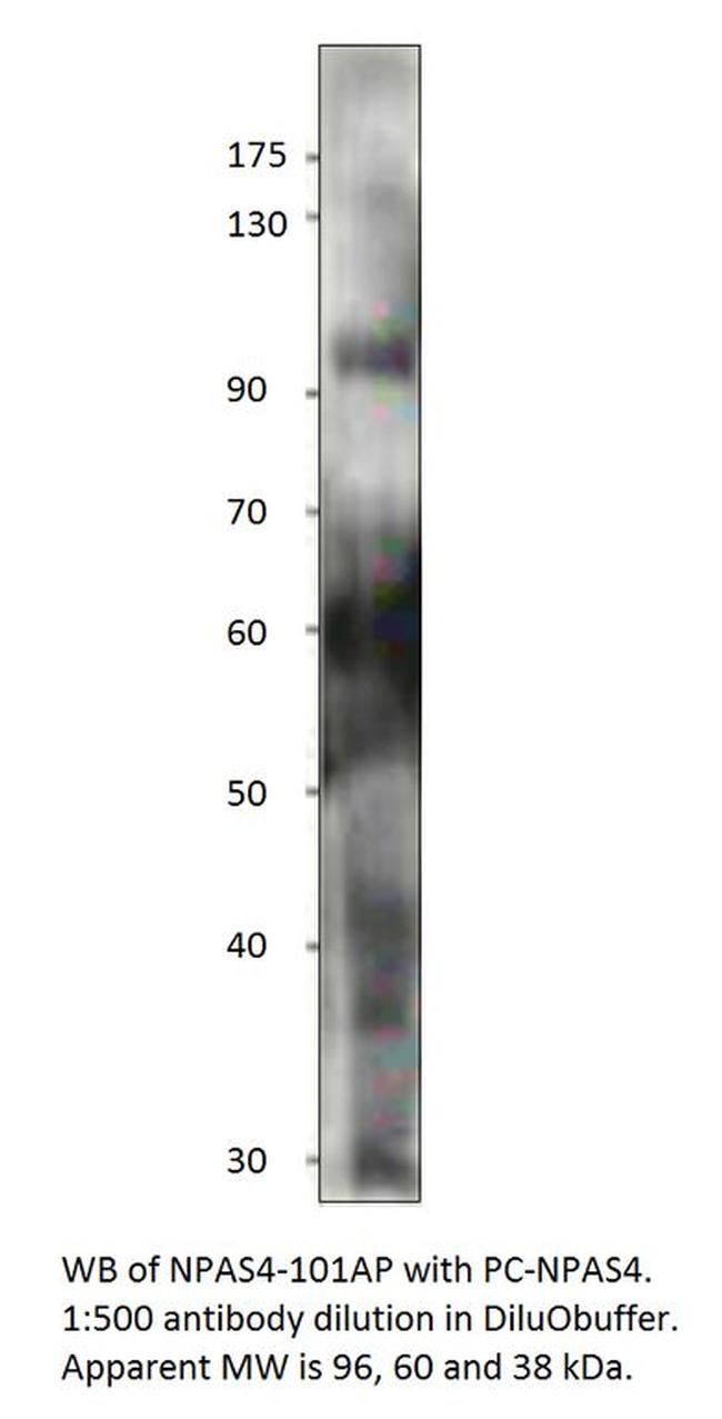 Npas4 Antibody in Western Blot (WB)