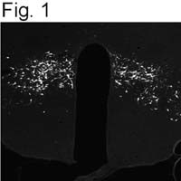 Neuropeptide B Antibody in Immunohistochemistry (IHC)