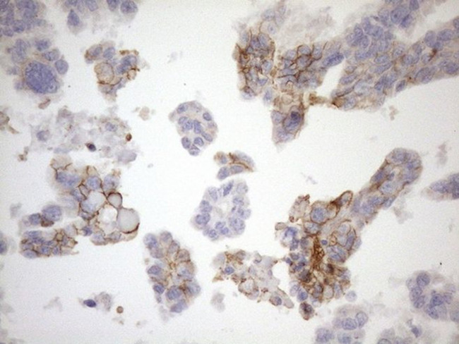 NPPB Antibody in Immunohistochemistry (Paraffin) (IHC (P))