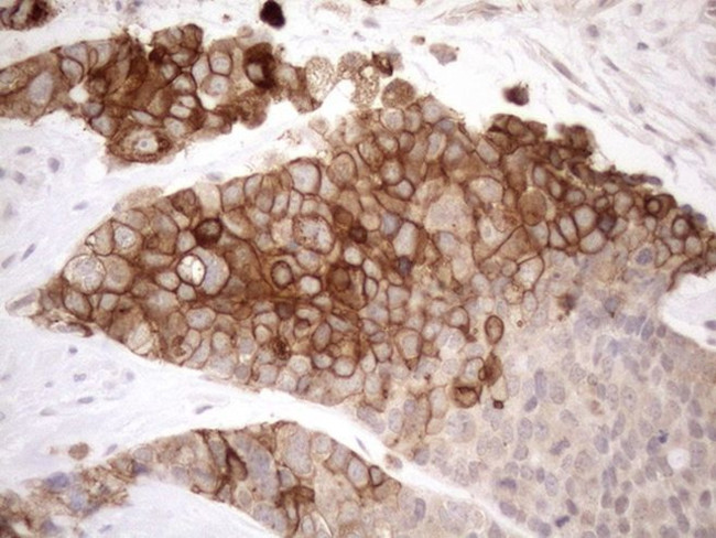 NPPB Antibody in Immunohistochemistry (Paraffin) (IHC (P))