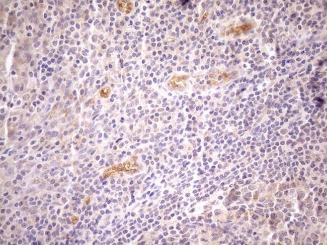 NPPB Antibody in Immunohistochemistry (Paraffin) (IHC (P))